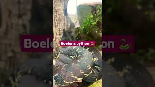 Famous Boelens python 🐍 #animals #chester #youtubeshorts Profile