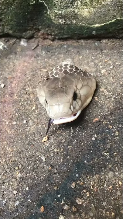 Dünyanın EN BÜYÜK YILANI İNANILMAZZZZ#YILAN #