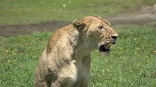 Lionne Cratère Ngorongoro Tanzania