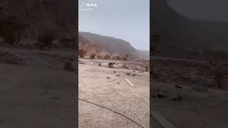 سبحان الله الابل تجي على صوت