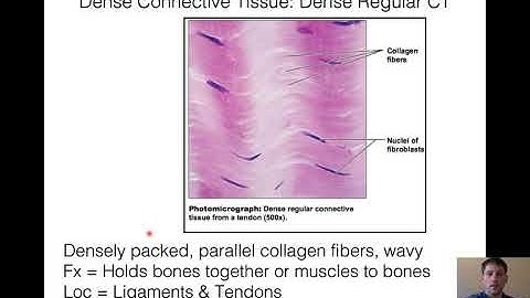 NAU BIO 201 - Lecture 7/8 - Connective, Nervous, Muscle