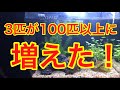 ミナミヌマエビ3匹が100匹に増殖！もう数えられません！