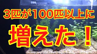 ミナミヌマエビ3匹が100匹に増殖！もう数えられません！