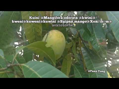 Kuini Mangifera Odorata Kwini Kweni Kuweni Kuwini Saipan Mango Xoài Thơm มะม วงจ งหร ด