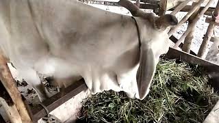 Terjual Babon Harga Ekonomis Nenen Besar