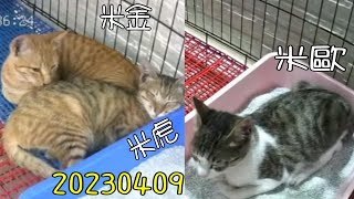 24h貓咪觀察室#2389 凌晨誘捕到三隻貓 20230409 (MiMi醬＆黑妞＆阿金＆黑輪 歐戀) Cat Observation