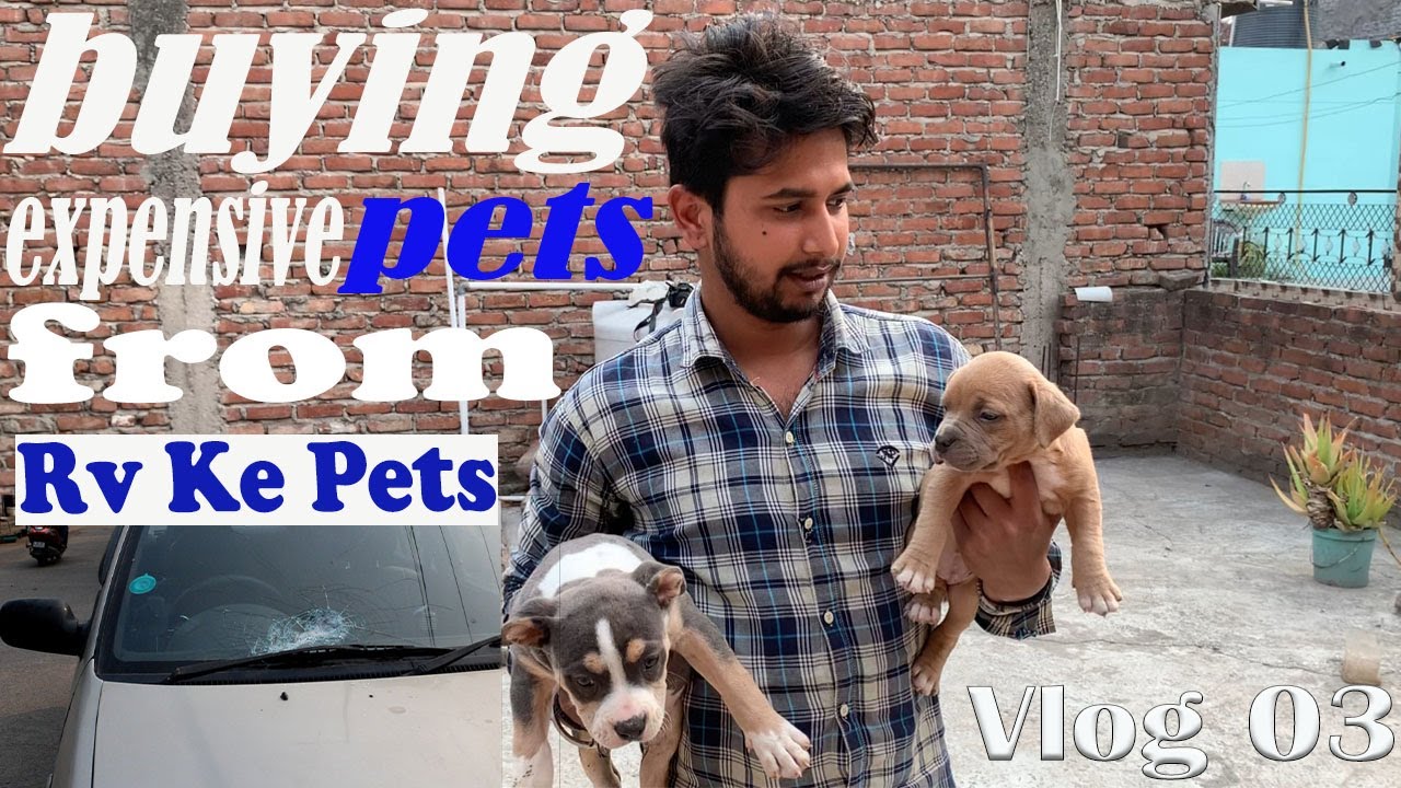 Buying Expensive Pets || From || RV KE PETS || AR VLOGS .