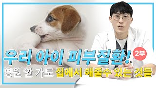 피부질환! 집에서도 가능한 확인 방법 2부 [24시수동물병원]