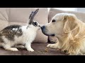 Golden Retriever Meets New Rabbit!