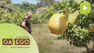 Cítricos Rías Baixas, un cultivo insólito en Galicia
