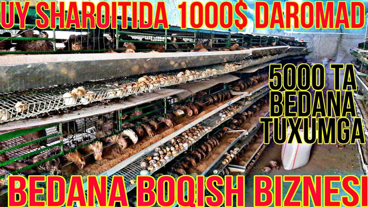 UY SHAROITIDA OYIGA 1000$ DAROMAD BEDANA  BOQISH BIZNESI TOLIQ MALUMOT
