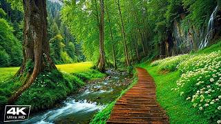Calming Piano Music 🌿Beautiful Relaxing Music to Reduce Anxiety and Restore Inner Balance screenshot 5