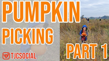 Picking Your Own Pumpkins | Pumpkin Picking at Claremont Farm Part 1 | (Halloween 2020)
