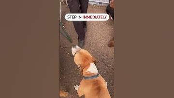 How to correct dominant dog. Dog training and psychology for aggression pit bull. #dogtraining #dog