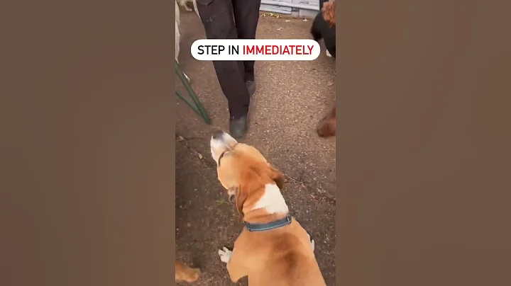 How to correct dominant dog. Dog training and psychology for aggression pit bull. #dogtraining #dog