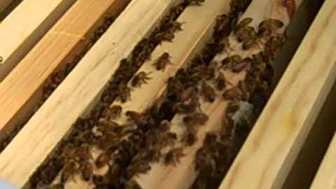 Honey Bee Hive Inspection Seven Weeks after Swarm Capture