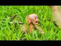 Tiny Baby Monkey Upset 😢🙈 Mom Walks Away and Leaves Him Crying at the Grass