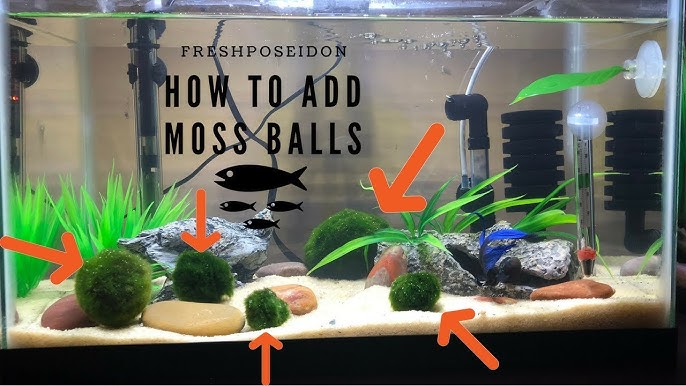 Moss Balls Getting Banned? What You NEED To Know 