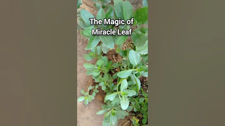 The MAGIC of Miracle Leaf #smartideatv #shorts #spirituality