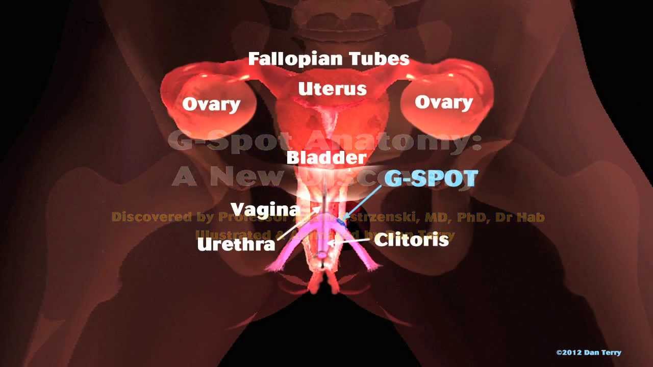 Female Reproductive Model Internal Genitalia G spot Location mov 