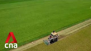 Thai rice farmers race to boost production after India's export ban sends prices soaring