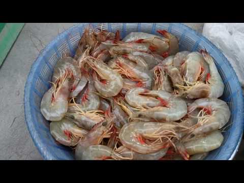 Thu mua tôm he tại bến - đảo Vĩnh Thực.