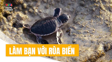 Làm bạn với rùa biển | VTV4