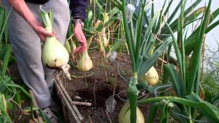 Allotment Diary Aug 7th : Harvesting the Big Exhibition Show Kelsae Onions