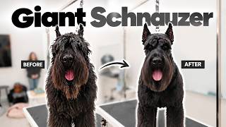 The Perfect Giant Schnauzer Cut (Step-by-Step)