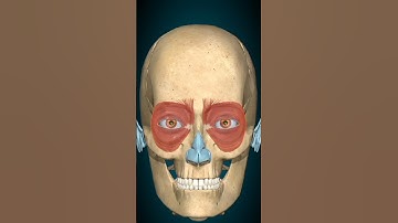 human skeleton working #viralvideo #3d #animation #shortvideo #viral