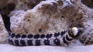 MY NEW SNOWFLAKE MORAY EEL TANK! (New rank set up + Ton of new corals)