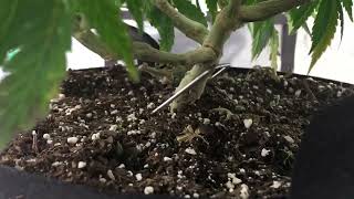 Week 3 flower. We got tops! One plant grow.