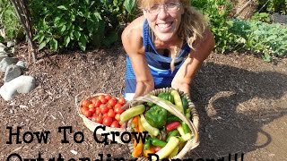 Back To Eden Gardening Secret: How To Grow Peppers!