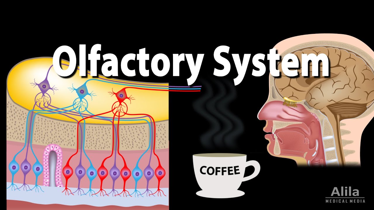 Olfactory System: Anatomy And Physiology, Pathways, Animation.