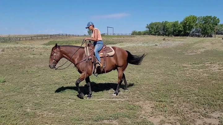 Corgi Maple Creek Sale Video Sandra McCutcheon