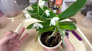 ЧИСТКА СТАРЫХ орхидей КАК нарастить новые корни орхидее