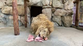 【池田動物園公式】ライオンのチャーリーの食餌の様子