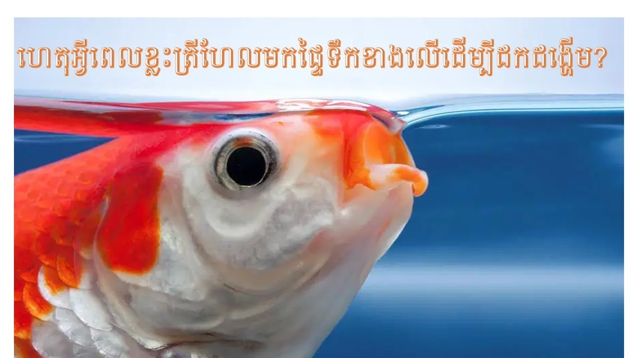 ហេតុអ្វីត្រីងើបមកដកដង្ហើមនៅផ្ទៃទឹកខាងលើ?