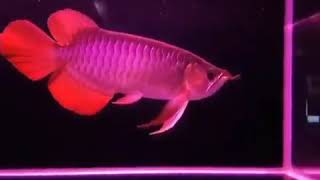 Arwana Fish West Borneo In The World