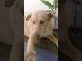 ขุดดินนอน น้องซิงๆ #youtubeshorts #animals #dog #pets #หมา