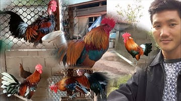 ไก่ป่า f1 ( qaib qus pom 1 zoo nkauj heev ) 19 ต.ค 2021