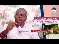 DREAM ABOUT MUSHROOMS Find Out The Biblical And Spiritual Meaning 