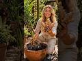 Ginger Planting #shorts
