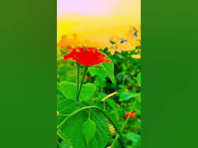 status video #statusvideo #shortvideo #reelsvideo #trending #video viral