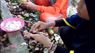 P5: Pembuatan Minyak Biji Bintaro SBG bahan bakar alternatif pengganti kerosin (pengumpulan biji)