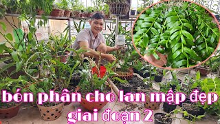 bón phân đợt 2 cho lan to mập đẹp, bón phân cho lan | phong lan rừng phúc vân