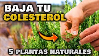 PLANTAS PODEROSAS para BAJAR EL COLESTEROL y los TRIGLICERIDOS | Cómo usar y cultivar en el Jardín