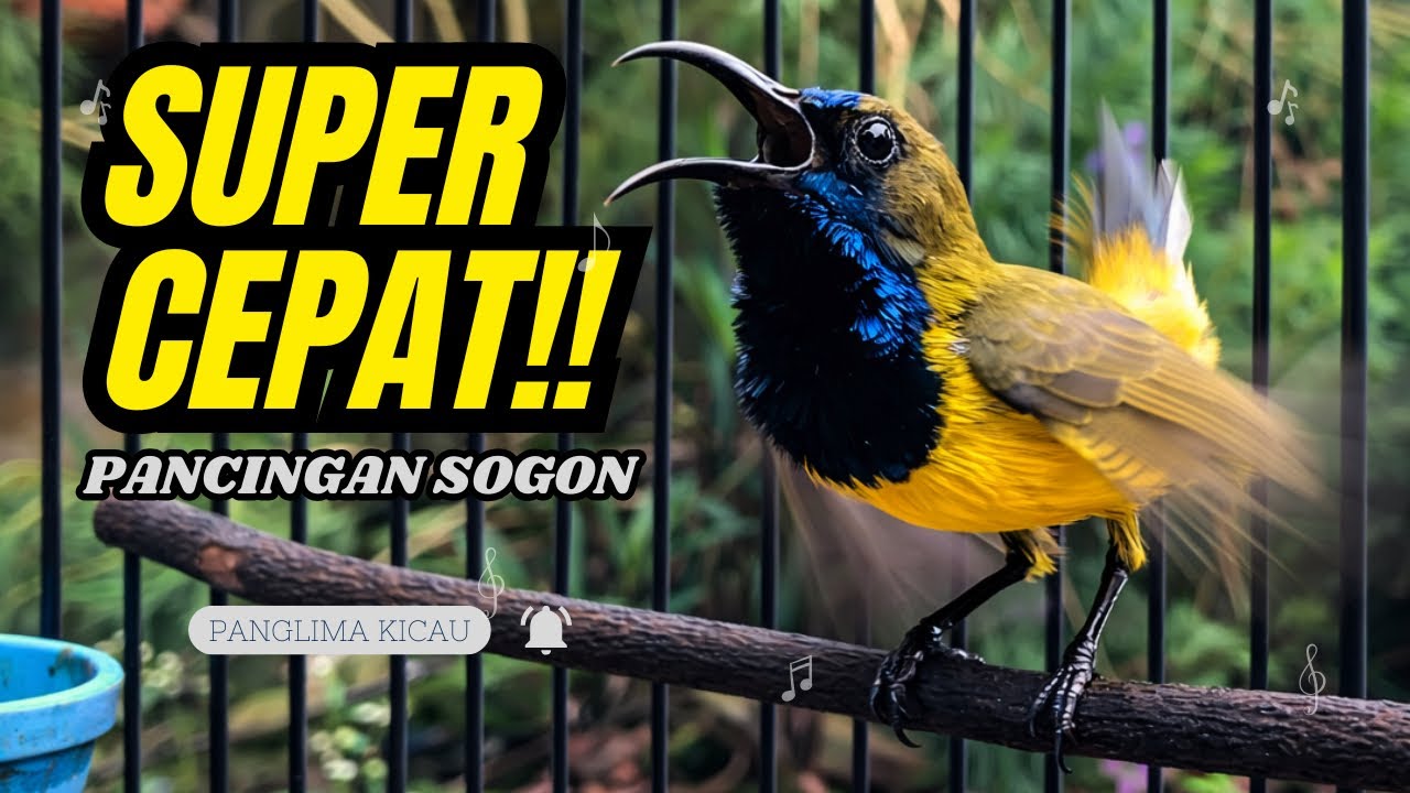 Pancingan Sogon Super Cepat 💥 Baru Mulai Sudah Ikut Bunyi! #pancingansogon #sogongacordor #sogon 