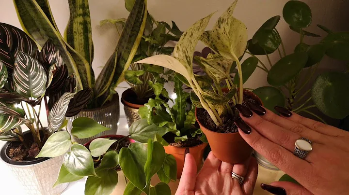 ASMR Soft Whispering/Mouth Sounds, Plant Show And Tell