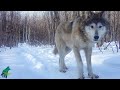 Winter wolf activity on a trail through the woods